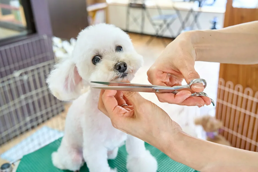 Cửa hàng của những người cũng nuôi chó mèo