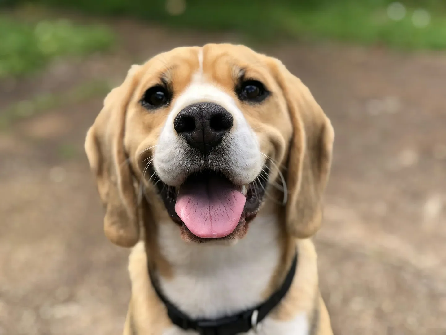 Thú cưng — Chơi và chăm sóc