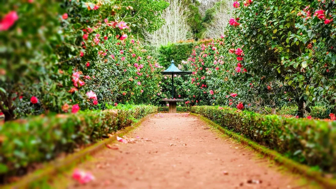 Lối đi gạch và bồn hoa hồng