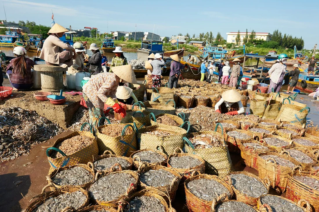 Khô cá dứa một nắng