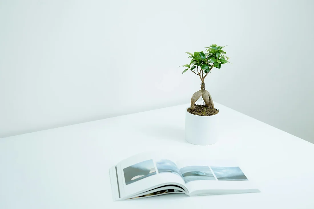 Bonsai sanh mini để bàn
