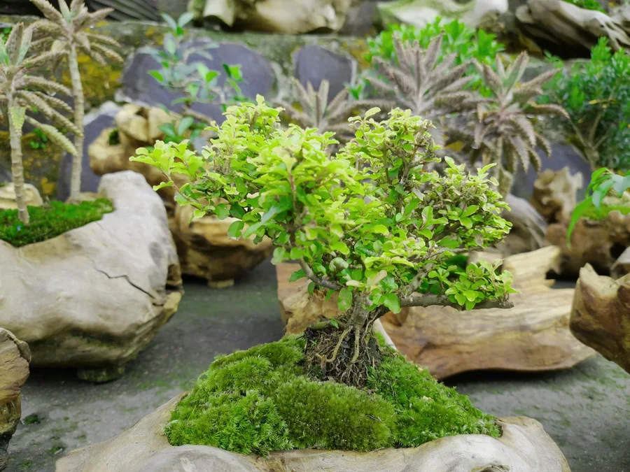 Thẻ chăm sóc kèm mỗi chậu