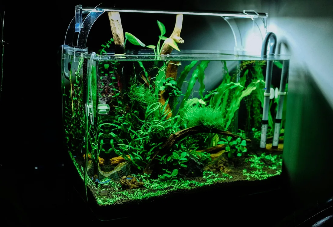 Setup bể