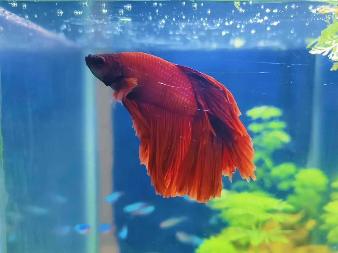 Cá betta halfmoon đỏ