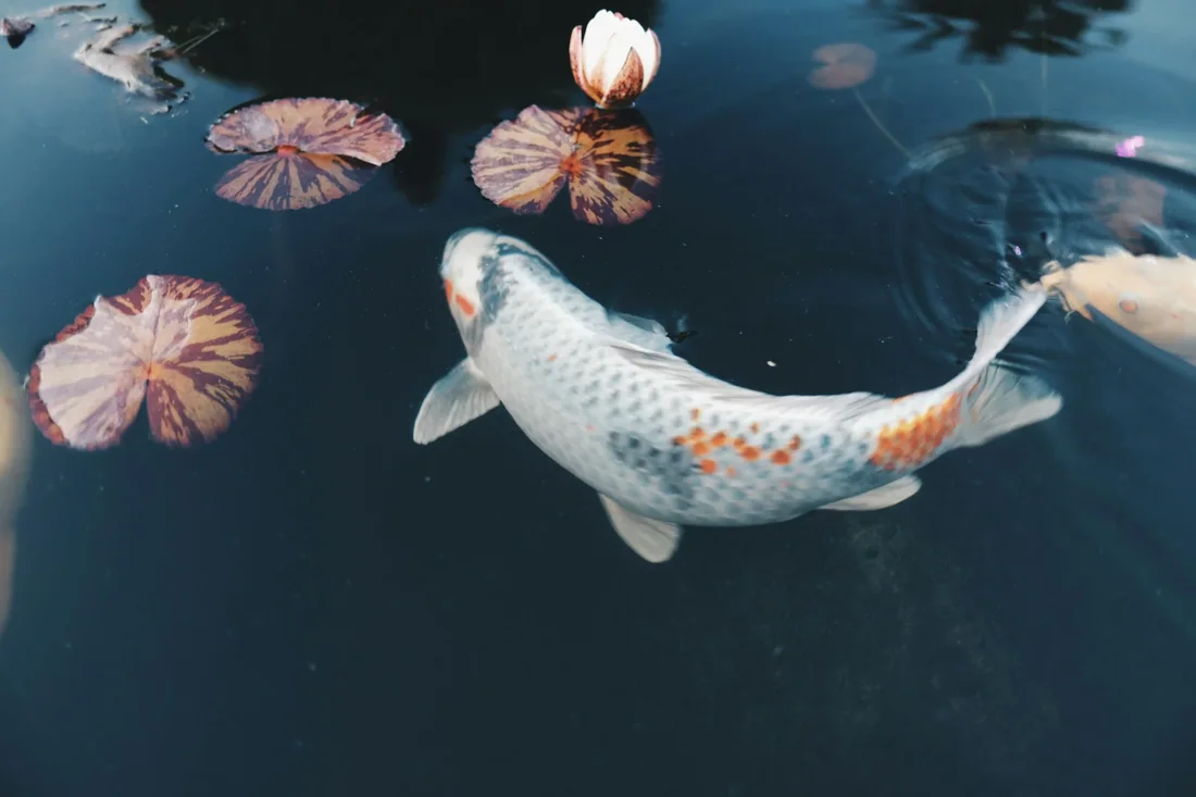 Cá koi trắng đốm cam