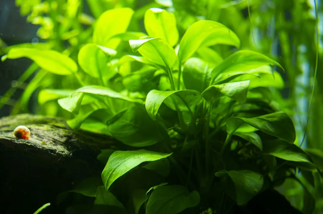 Bụi ráy Anubias lá to