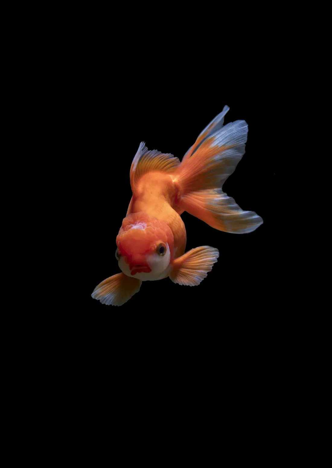 Cá vàng oranda đầu lân