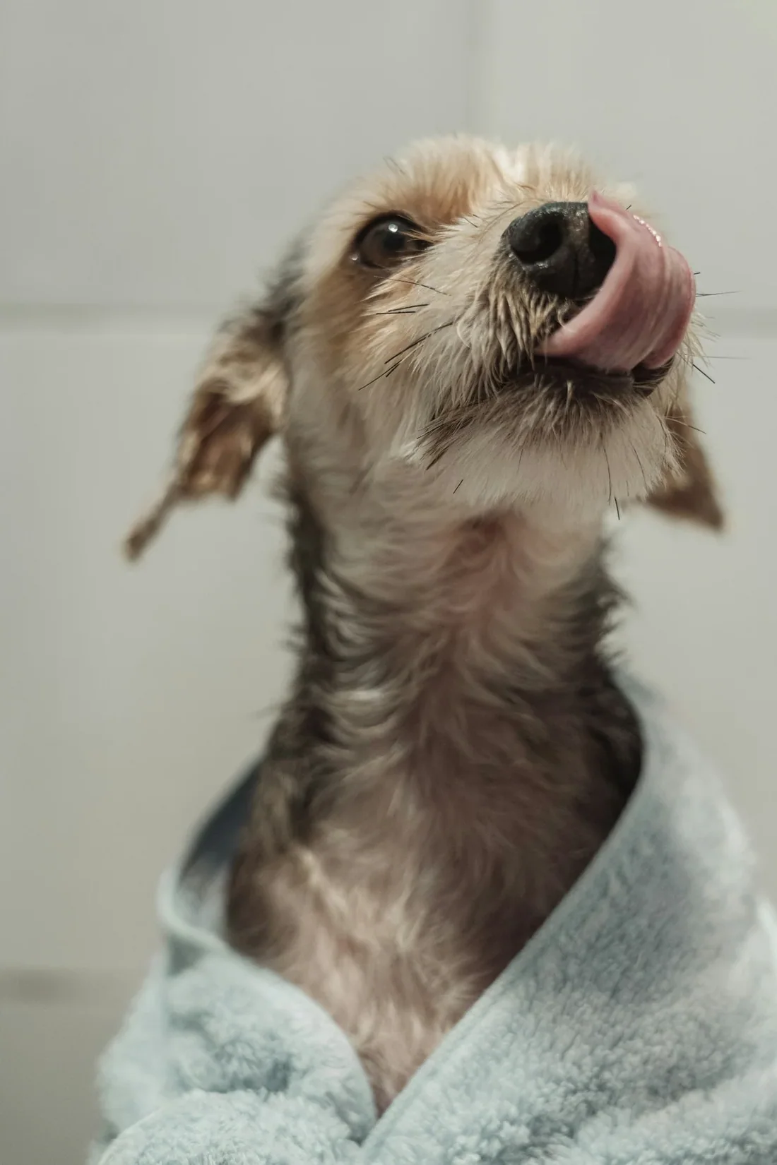 Tắm sấy trọn gói cho chó nhỏ