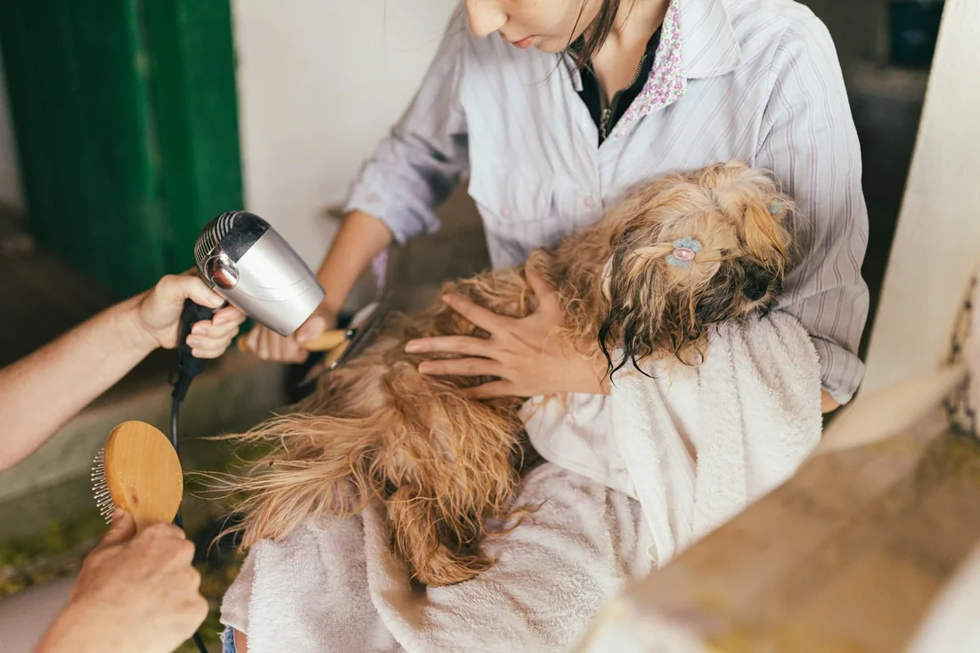 Sấy khô và chải gỡ rối lông dài