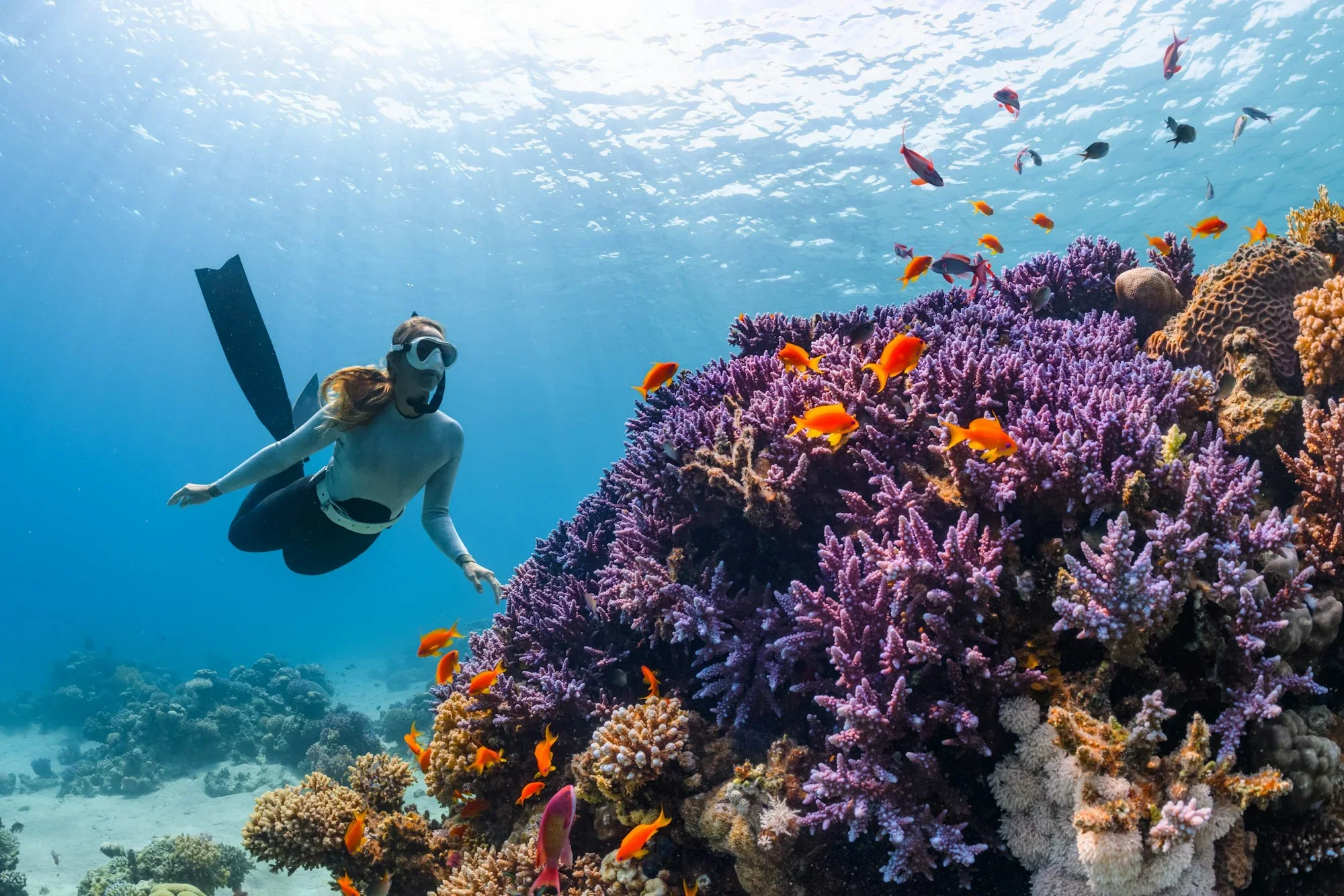 Lặn ngắm san hô,
hướng dẫn viên kèm sát
