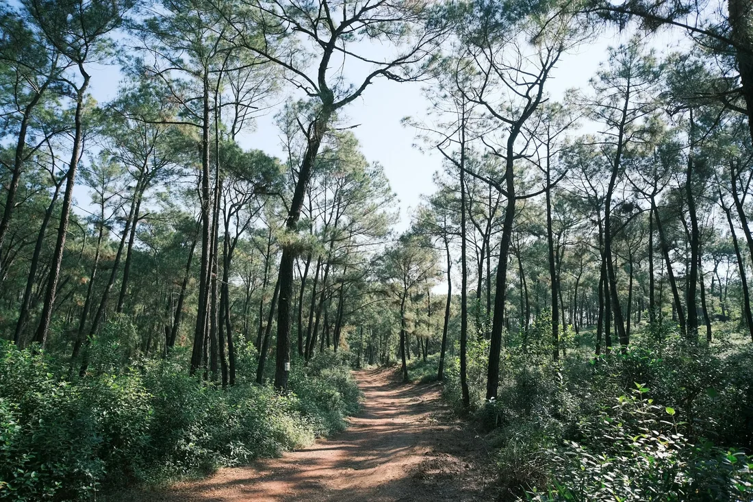 Trek rừng thông Hà Giang 1 ngày