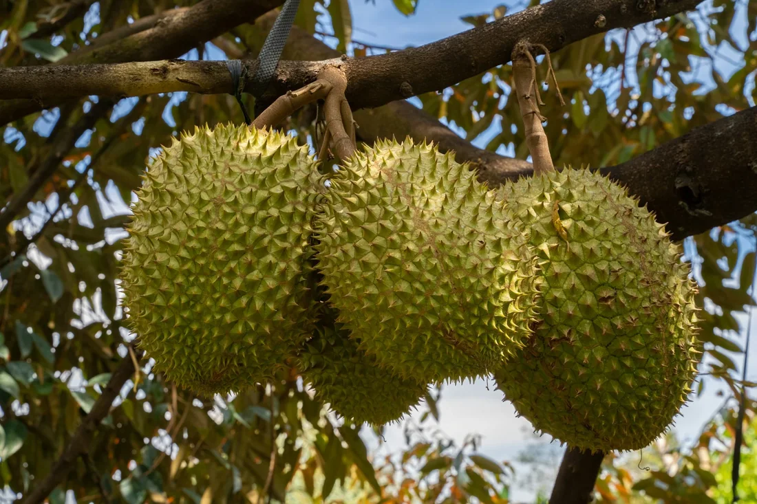 Vé ăn sầu riêng tại vườn