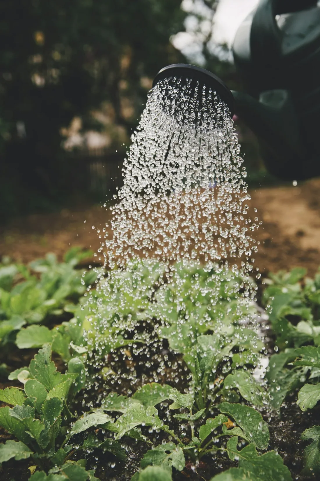 Tưới nước đúng lúc, đúng lượng