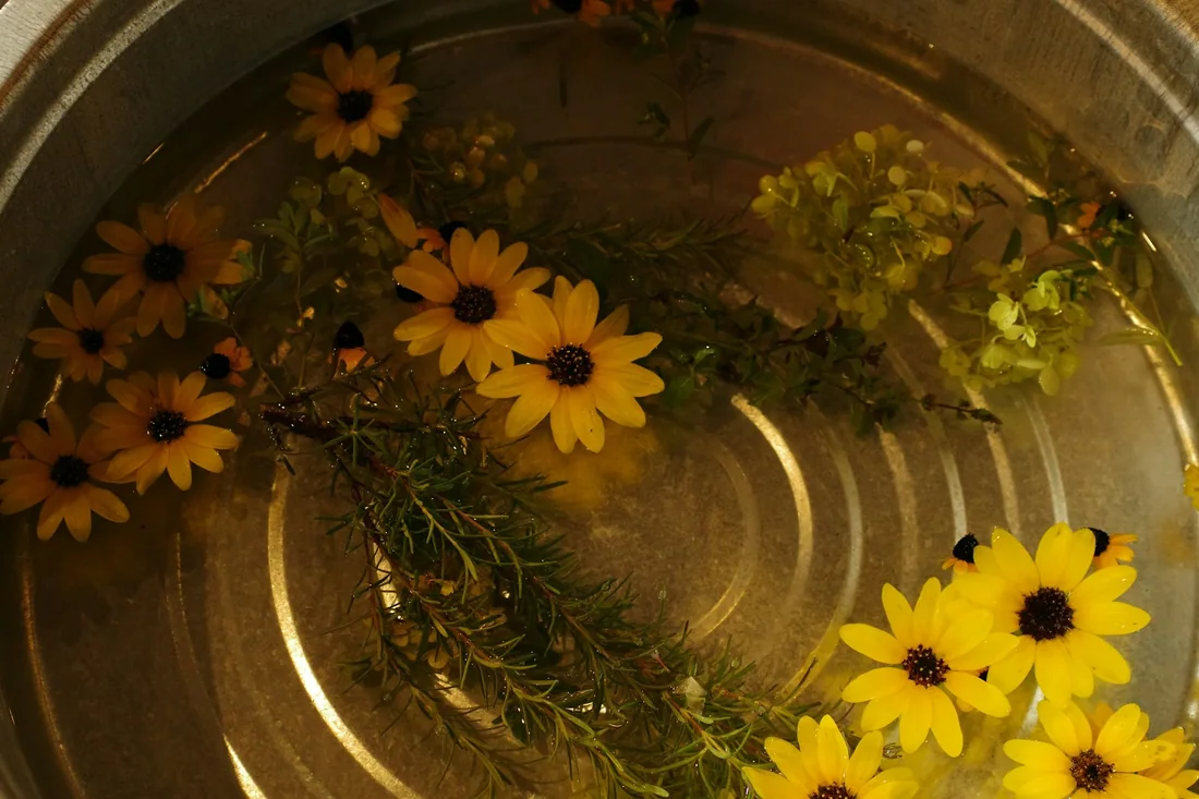 Tắm lá thảo mộc trong chậu lớn